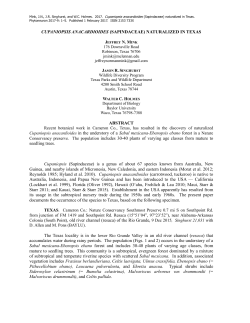 Cupaniopsis anacardioides (Sapindaceae)