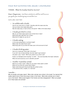 Koala Grade 1 - San Diego Zoo