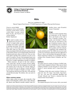 Pouteria caimito Radlk. Synonyms: Achras caimito Benth., Guapeda
