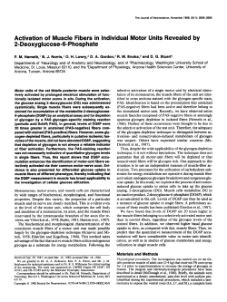 Activation of Muscle Fibers in Individual Motor Units Revealed by 2