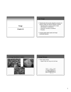 Chapter 22 22.1 Fungi A Fungal Symbiont: Lichen Fungal Groups