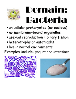 unicellular prokaryotes (no nucleus) &bull; no