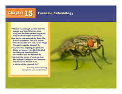 Forensic Entomology