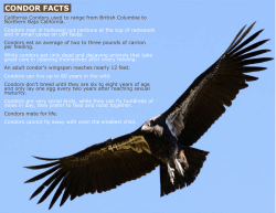 condor facts - Yurok Tribe