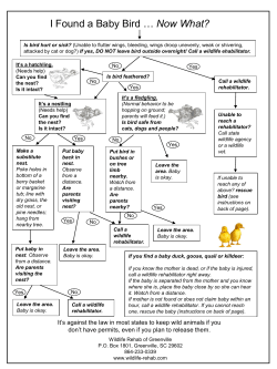 I Found a Baby Bird … Now What?