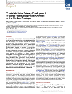 Torsin Mediates Primary Envelopment of Large Ribonucleoprotein