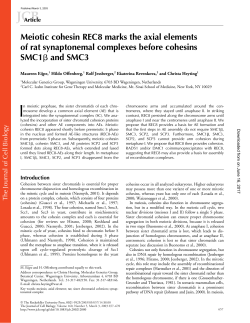 Meiotic cohesin REC8 marks the axial elements of rat synaptonemal