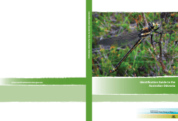 Identification guide to the Australian Odonata