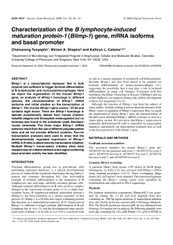maturation protein-1 (Blimp-1) gene, mRNA