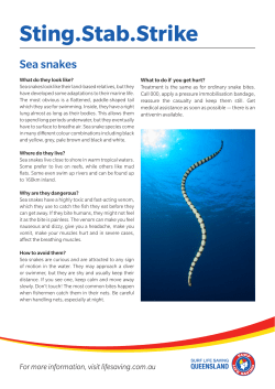 Sea snakes