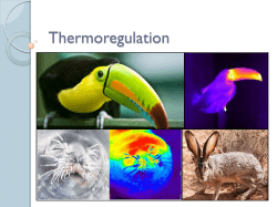 Thermoregulation