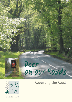 Deer on our Roads - The Deer Initiative