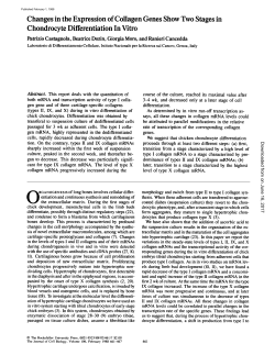 Changes in the Expression of Collagen Genes Show Two Stages in