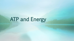 ATP and Energy