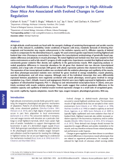 Article Adaptive Modifications of Muscle