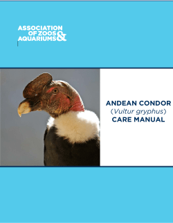 ANDEAN CONDOR CARE MANUAL