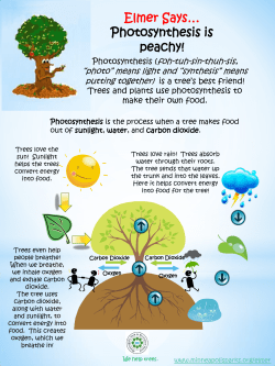 Elmer Says&hellip; Photosynthesis is peachy!