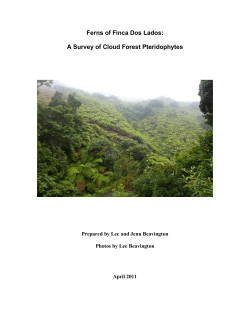 Ferns of Finca Dos Lados: A Survey of Cloud Forest Pteridophytes