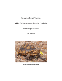 Desert Tortoise - Blogs @ Baylor University
