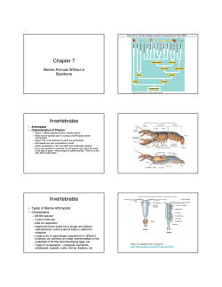 Chapter 7 Invertebrates Invertebrates