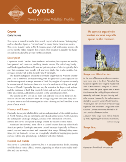 Coyote - North Carolina Wildlife Resources Commission