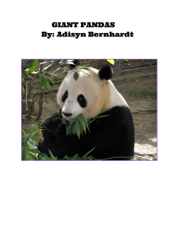 GIANT PANDAS By: Adisyn Bernhardt