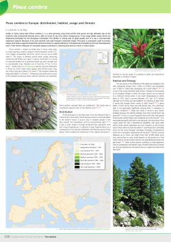 Pinus cembra
