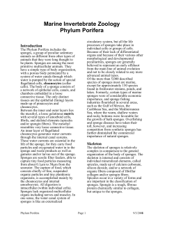 Marine Invertebrate Zoology Phylum Porifera