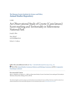 An Observational Study of Coyote (Canis latrans)