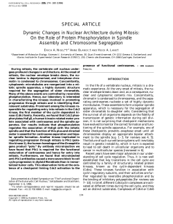 Dynamic Changes in Nuclear Architecture during Mitosis: On the