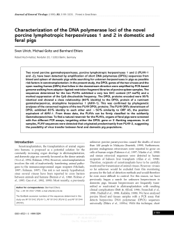 Characterization of the DNA polymerase loci of the novel porcine