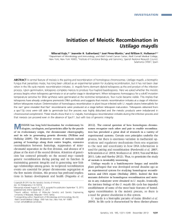 Initiation of Meiotic Recombination in Ustilago maydis