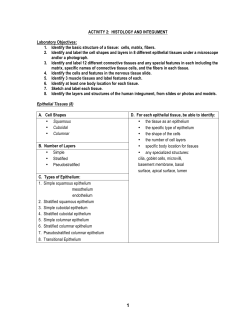 1. Identify the basic structure of a tissue