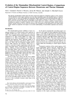 Evolution of the mammalian mitochondrial control region