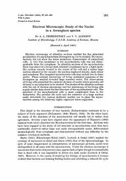 as a PDF