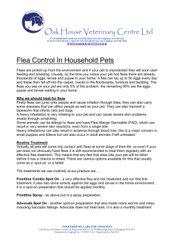Flea Treatment and Prevention