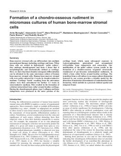 Formation of a chondro-osseous rudiment in micromass cultures of