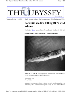 Parasitic sea lice killing BC`s wild salmon