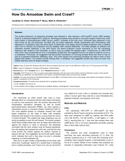 How Do Amoebae Swim and Crawl?