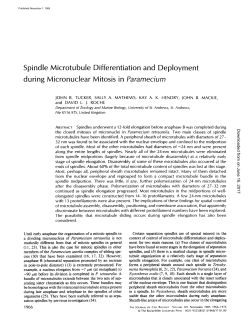 Spindle Microtubule Differentiation and Deployment during