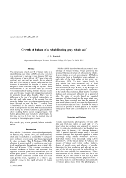 Growth of baleen of a rehabilitating gray whale calf