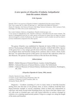 A new species of Allopathes (Cnidaria