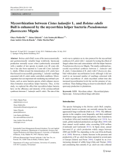 Mycorrhization between Cistus ladanifer L. and Boletus edulis Bull is
