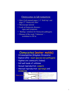 Oomycetes (water molds) - Botany and Plant Pathology