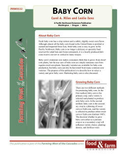 BABY CORN - Washington State University