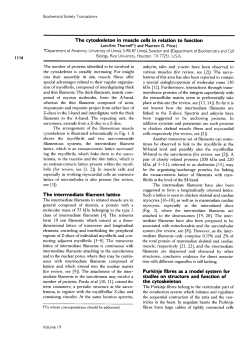 The cytoskeleton in muscle cells in relation to function