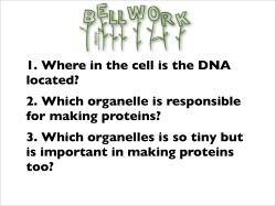 1. Where in the cell is the DNA located? 2. Which organelle is
