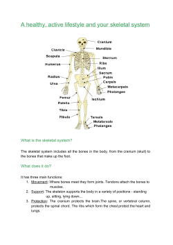 A healthy, active lifestyle and your skeletal system