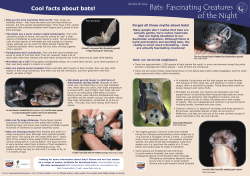 A New Zealand community bat project