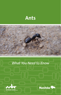 Ants